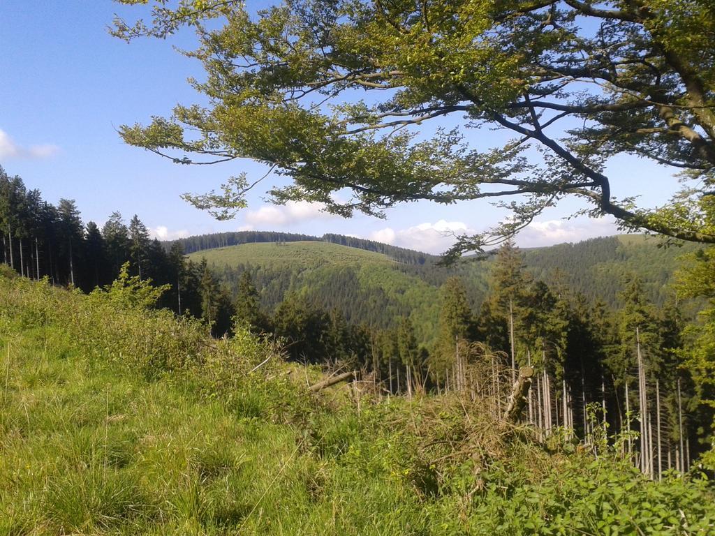 Pension Haus Waldfrieden, Meinecardplus Inklusive Willingen  Ngoại thất bức ảnh